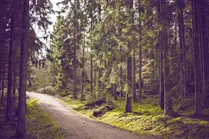 forest