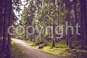 forest with copyright